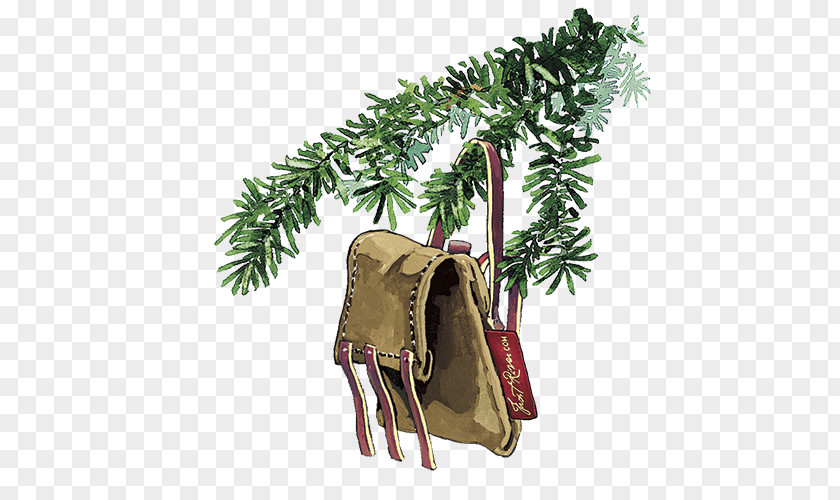 Vascular Plant Pine Family Christmas Ornament PNG