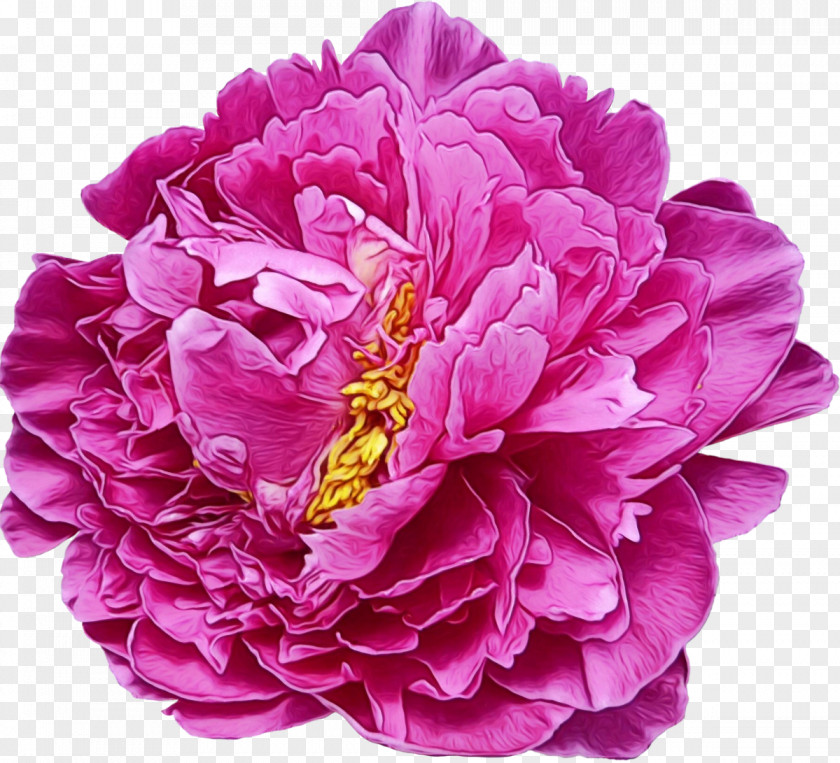 Chinese Peony Violet Flower Flowering Plant Petal Pink Common PNG