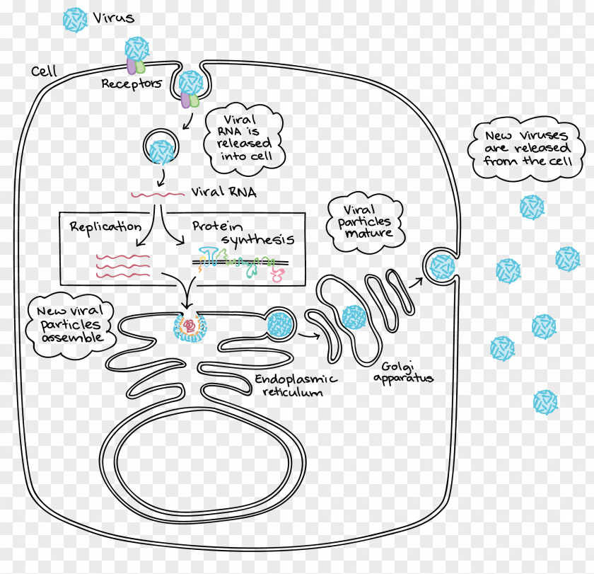 Detail Map Of Bacteria And Viruses Cell Cycle Mitosis Lytic Biology PNG