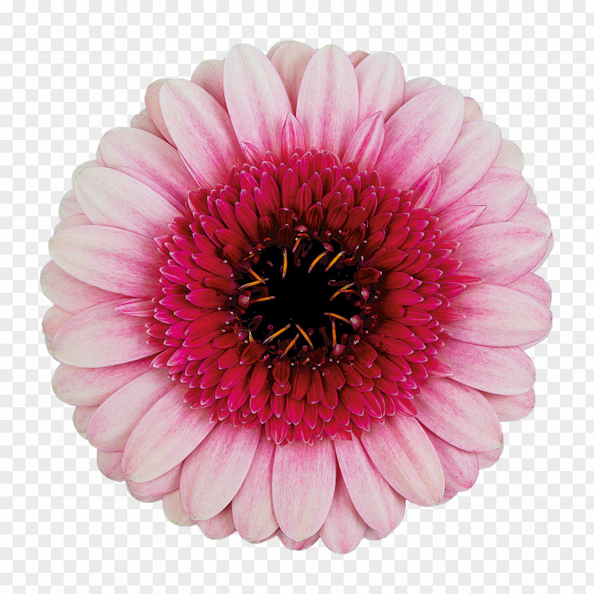 Flower Transvaal Daisy Cut Flowers Pink Color PNG