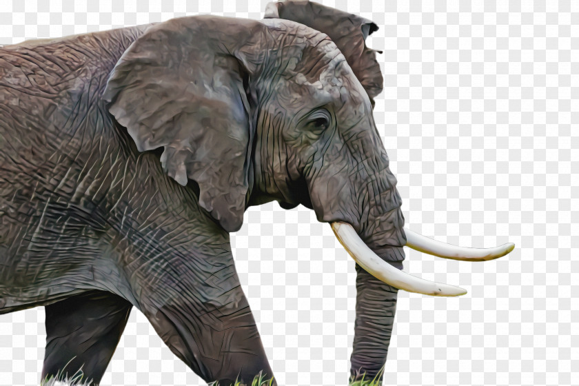 Indian Elephant PNG