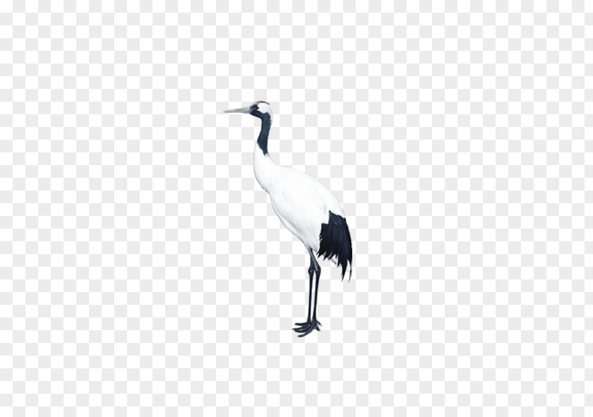 Isolated Red-crowned Crane U795eu8c37u4e2du533bu9662 Bird Goose PNG