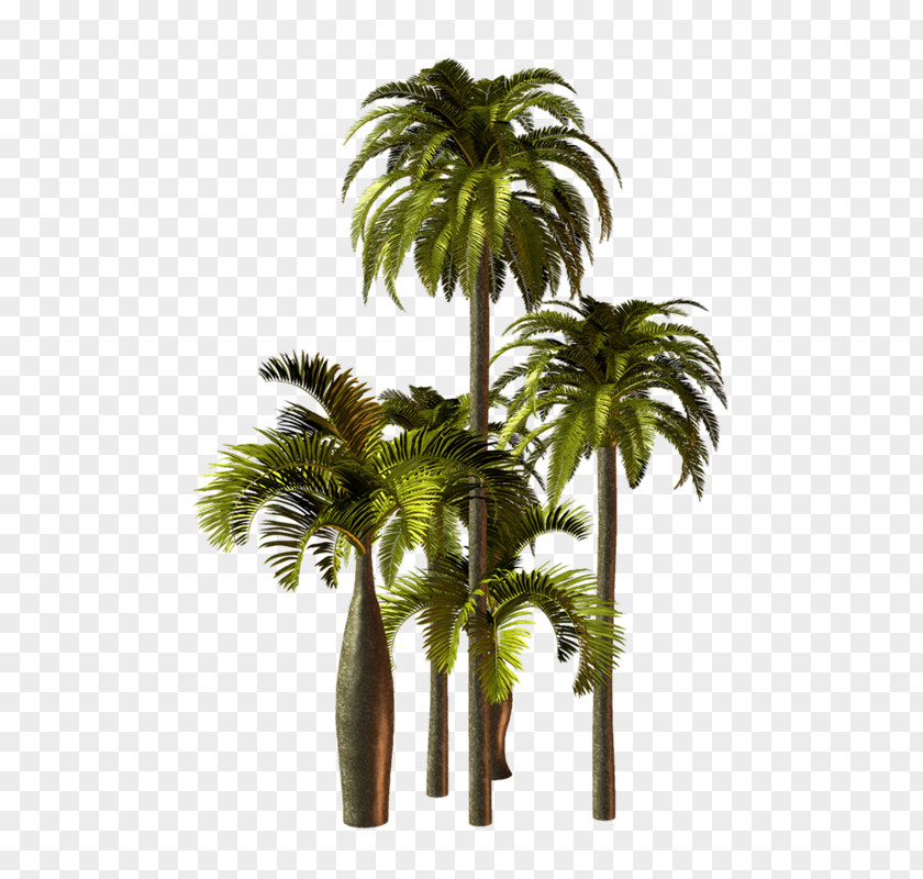 Vf Asian Palmyra Palm Arecaceae Babassu Oil Palms Clip Art PNG
