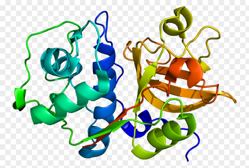 Cathepsin S Organism Protein Protease PNG