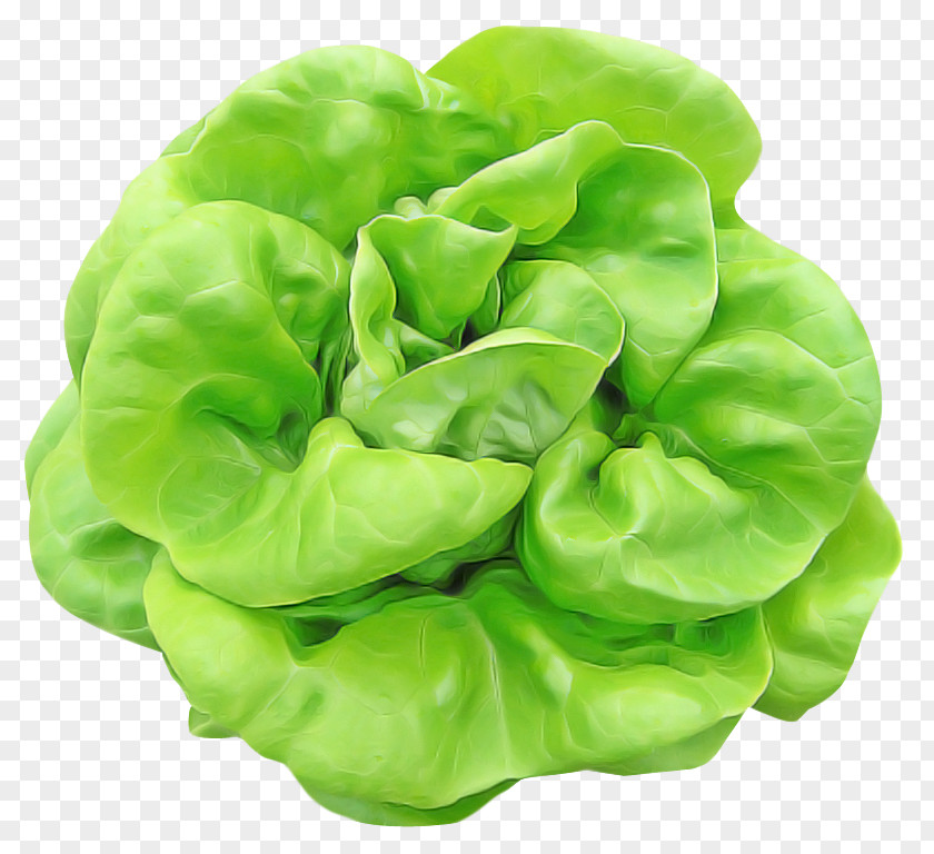 Green Lettuce Leaf Vegetable Plant PNG