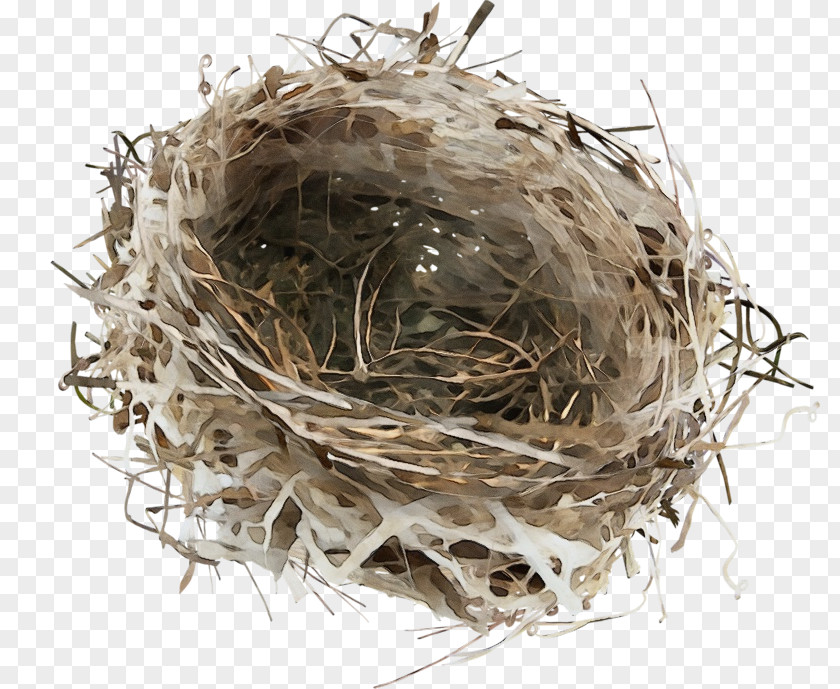 Plant Twig Bird Nest PNG