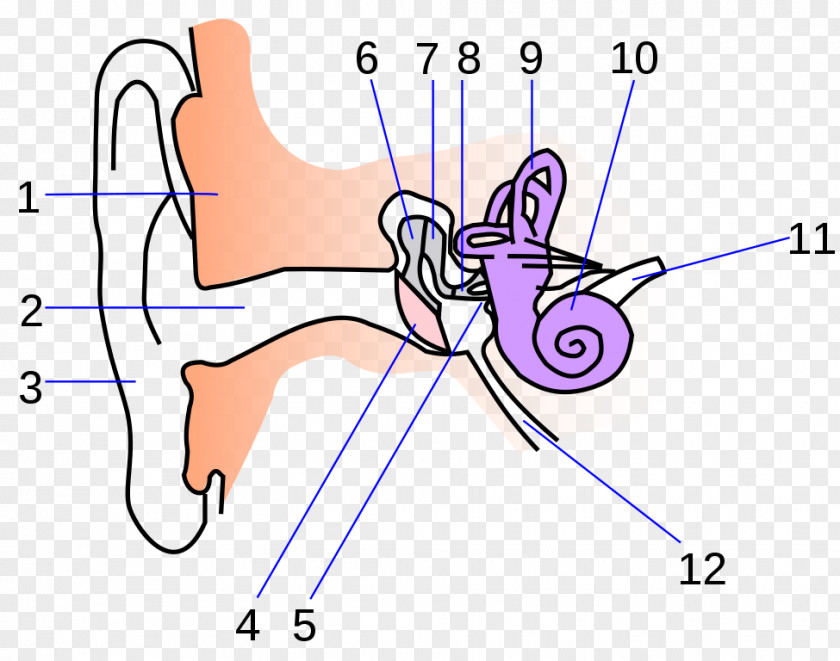 Ear Anatomy Eardrum Inner PNG