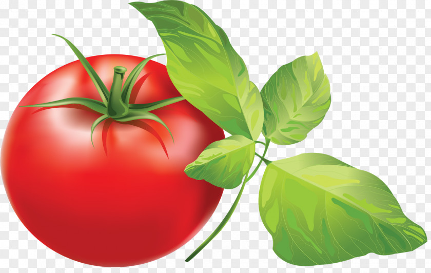 Herbal Cherry Tomato Italian Pie Clip Art PNG