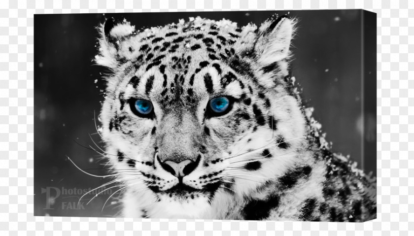 Leopard Snow Felidae Tiger Cheetah PNG