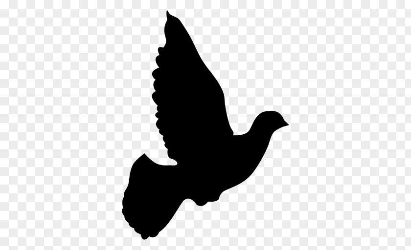 Paloma Columbidae Domestic Pigeon Doves As Symbols Clip Art PNG