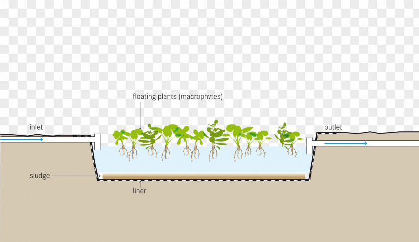 Water Aquatic Plants Pond Purification Fish Farming PNG