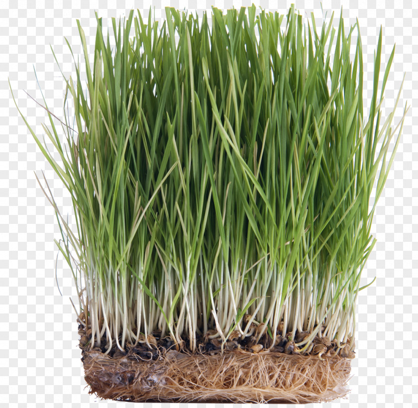 Barley Grains Probiotic Sweet Grass Health Wheat Oat PNG