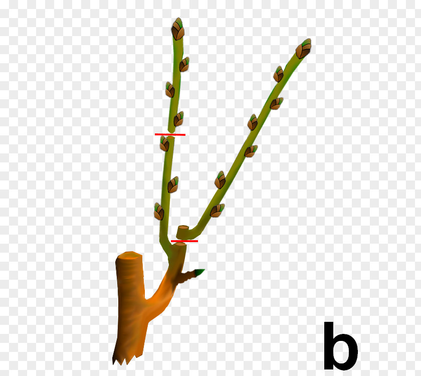 Dard Twig Plant Stem PNG