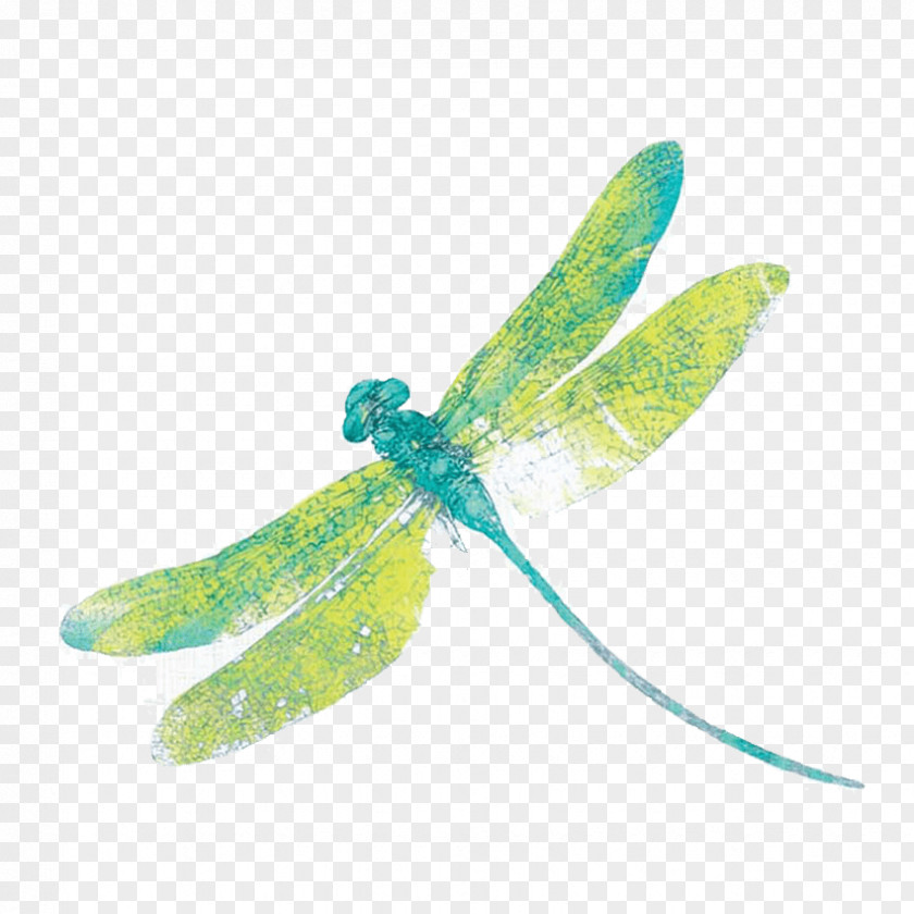 Dragon Fly Insect Osborne & Little Dragonfly Textile Wallpaper PNG