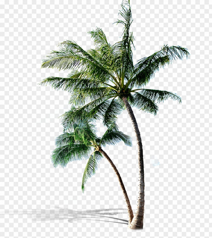 Fresh Coconut Tree Clip Art PNG