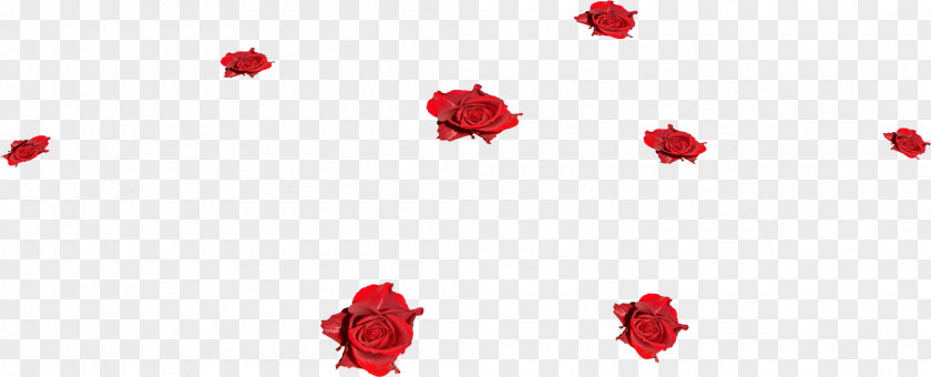 Garden Roses Flower PNG