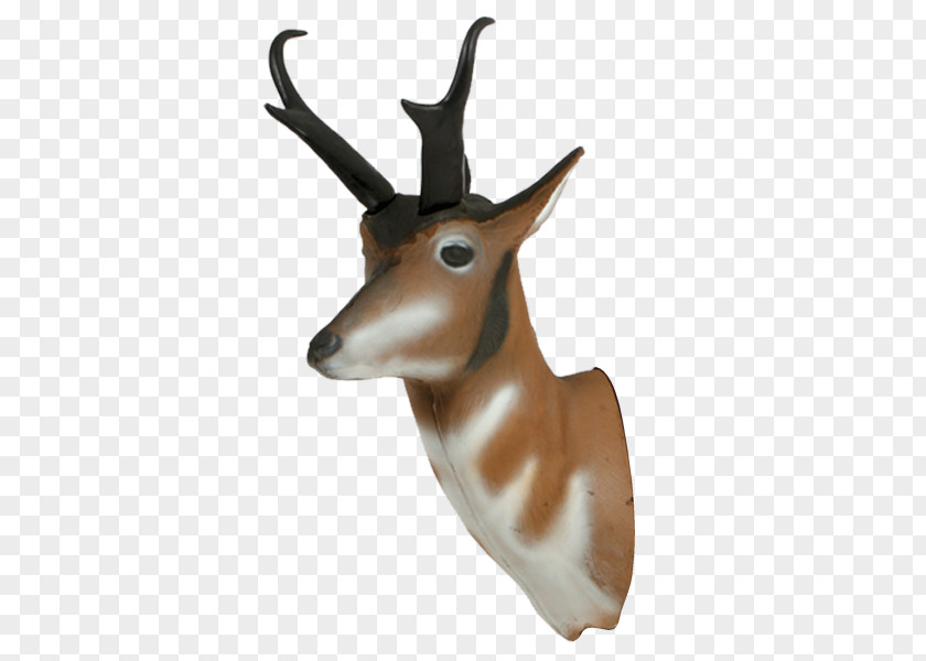 Deer Springbok Pronghorn Antelope Impala PNG