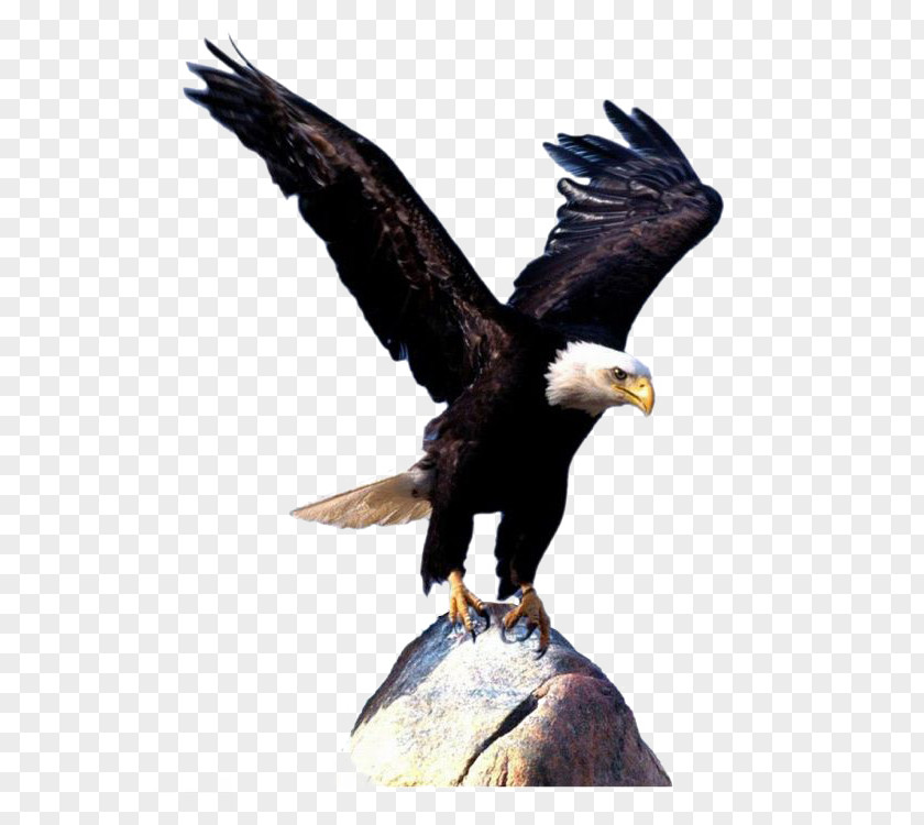 Eagle Wings Bald Bird Clip Art PNG