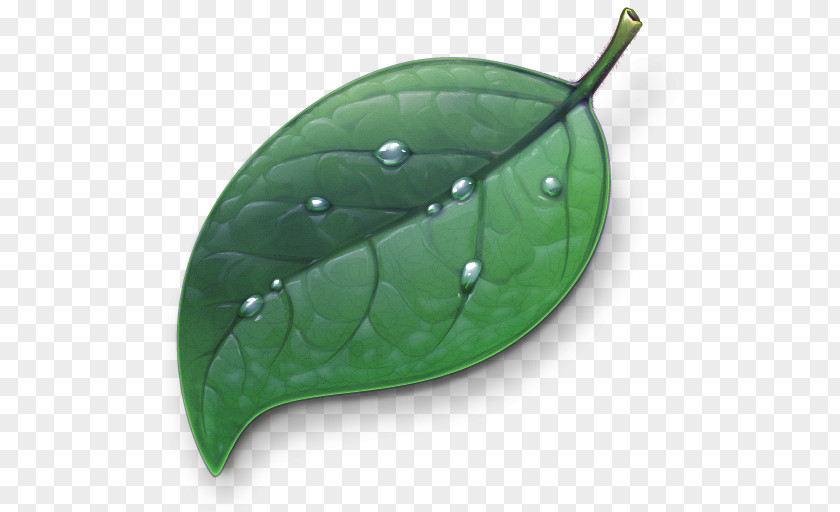 Emerald Green Leaf Coda Web Development Application Software Icon Design PNG