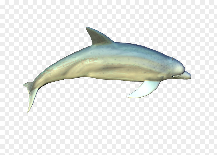 Fri Spinner Dolphin Common Bottlenose Short-beaked Striped Wholphin PNG