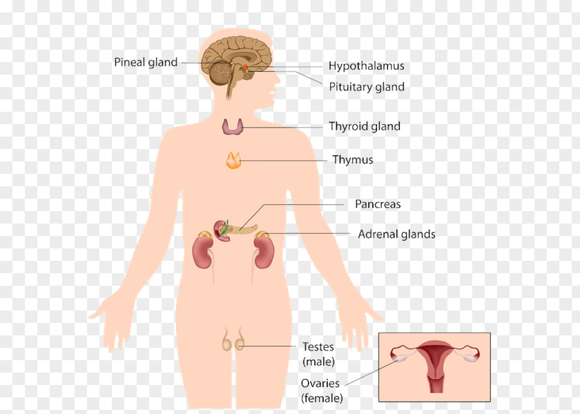 Releasing And Inhibiting Hormones Endocrine Gland System Adrenal Human Body PNG