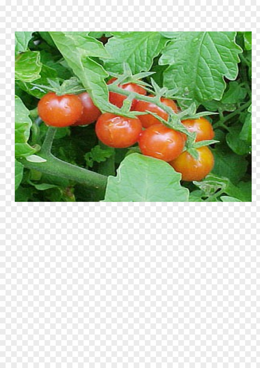 Tomato Bush Palawija Crop Food PNG