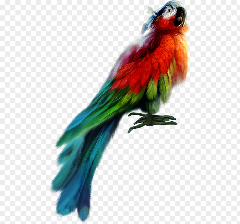 Bird Piracy Parrot Clip Art PNG