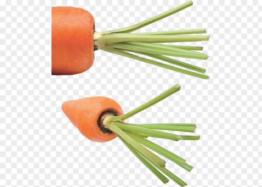Carrot Soup Vegetable Clip Art PNG
