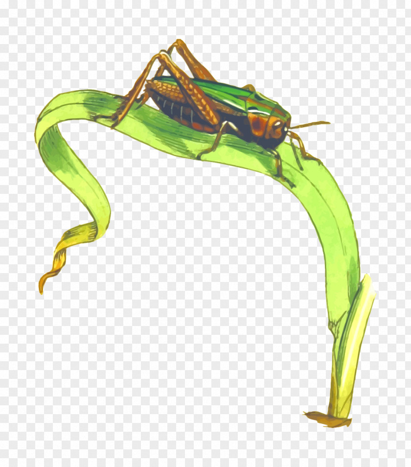 Green Grasshopper Omocestus Viridulus Caelifera Clip Art PNG