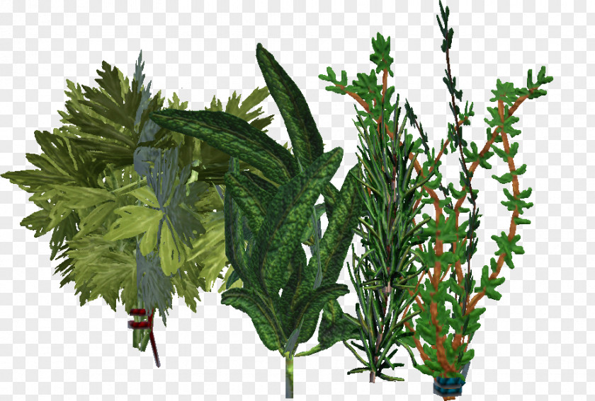 Herbs Tree Branch Leaf Herb Evergreen PNG