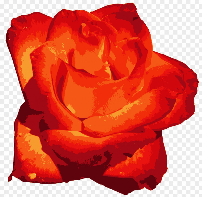 Roses Garden Flower Orange PNG