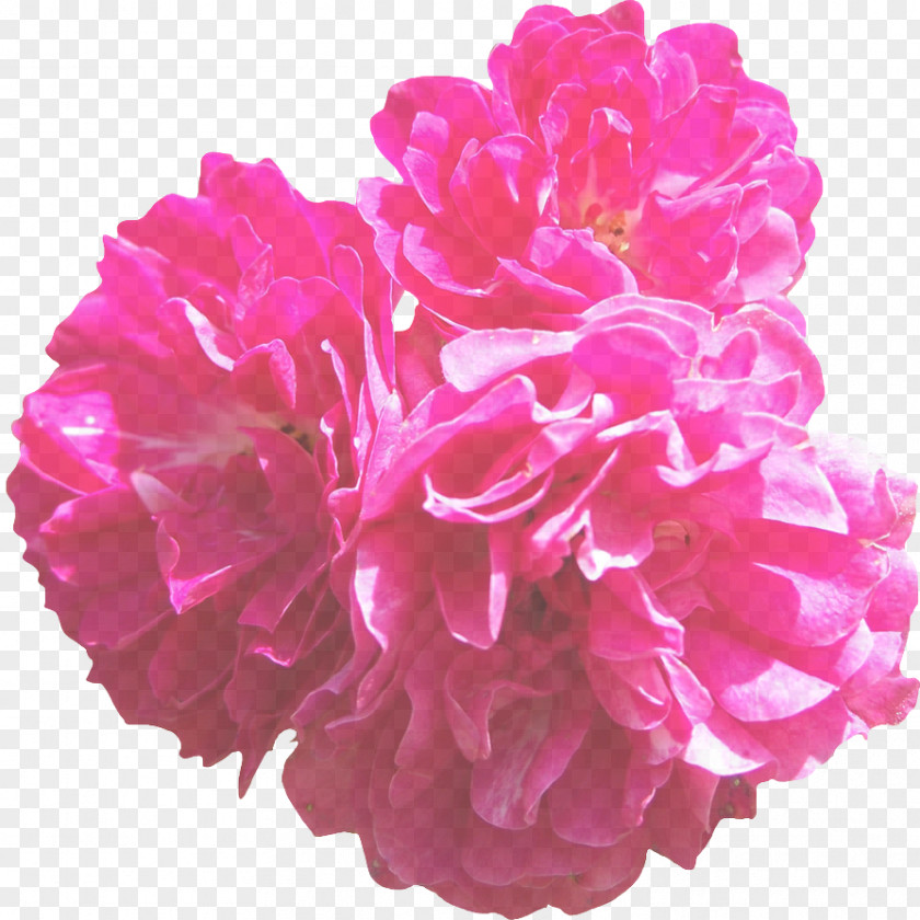 Chinese Peony Pink Petal Flower Plant Cut Flowers PNG