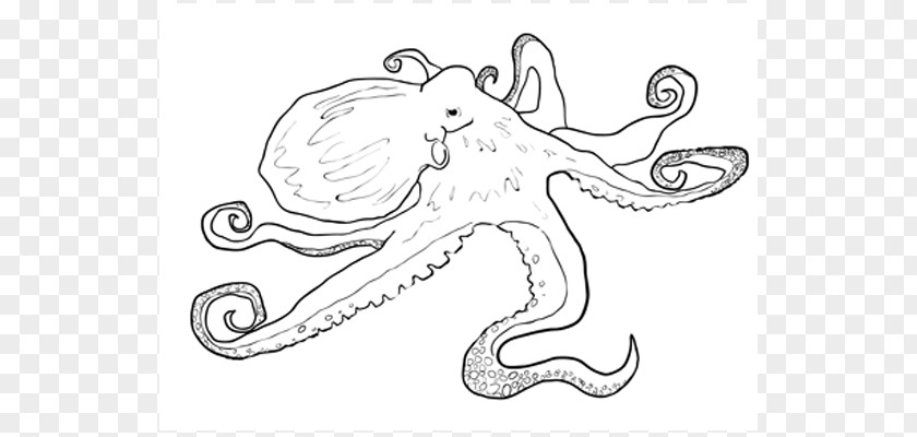 Octopus Drawing Sketchbook Ideas PNG
