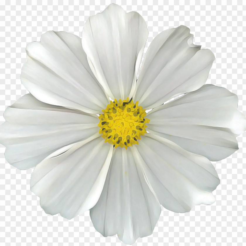 Perennial Plant Oxeye Daisy Flowers Background PNG