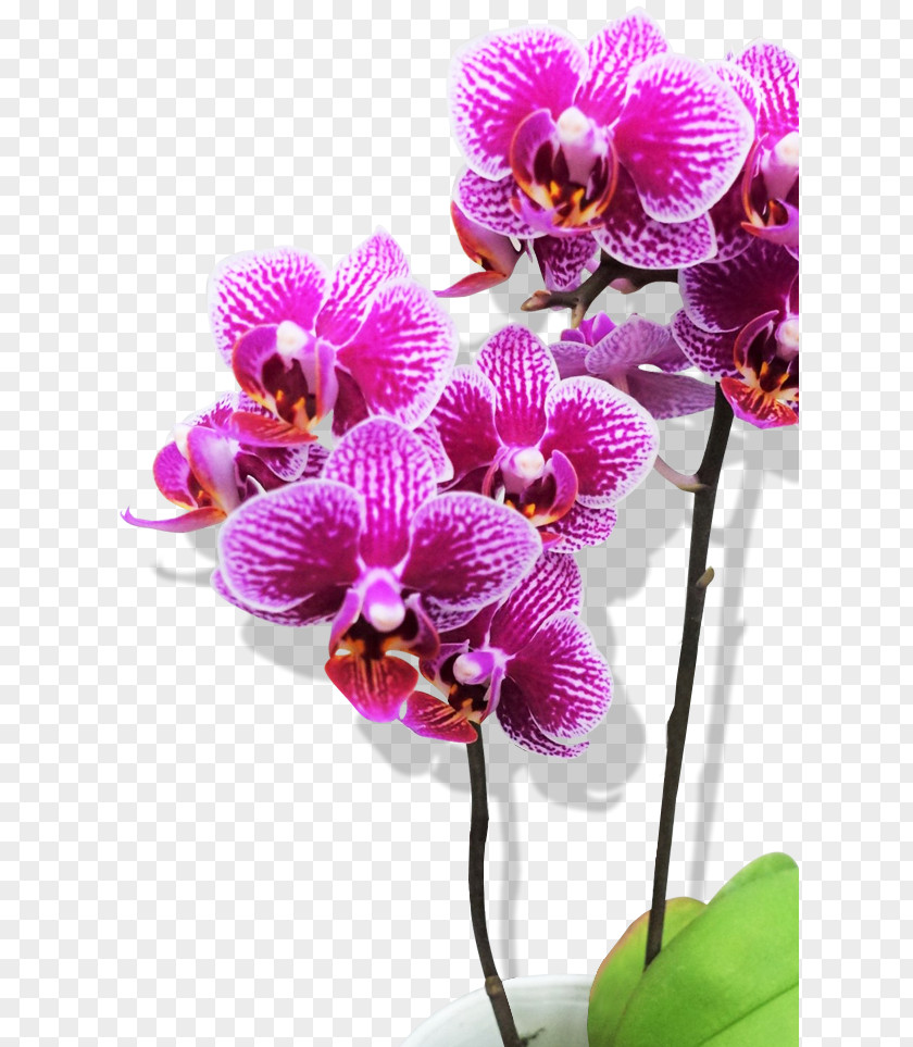 Phalaenopsis Moth Orchids Cattleya Dendrobium Plant PNG