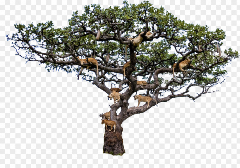 Pride Of Lions Lion Serengeti Tree Climbing Leopard PNG
