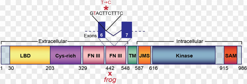 Protein Domain Mutation Gene EPH Receptor A2 Structure PNG