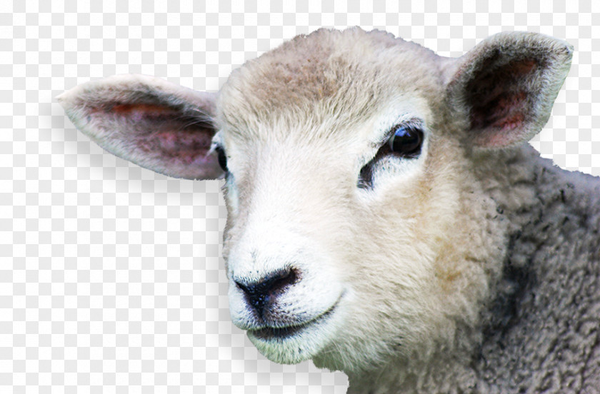 Sheep Creative Goat Industry Food PNG