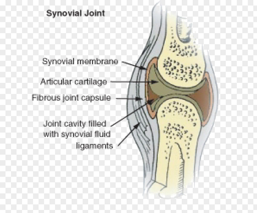 Skeletal System Synovial Joint Membrane Fluid Knee PNG