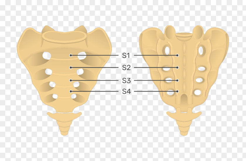 Vertebral Column Sacrum Human Anatomy Coccyx PNG