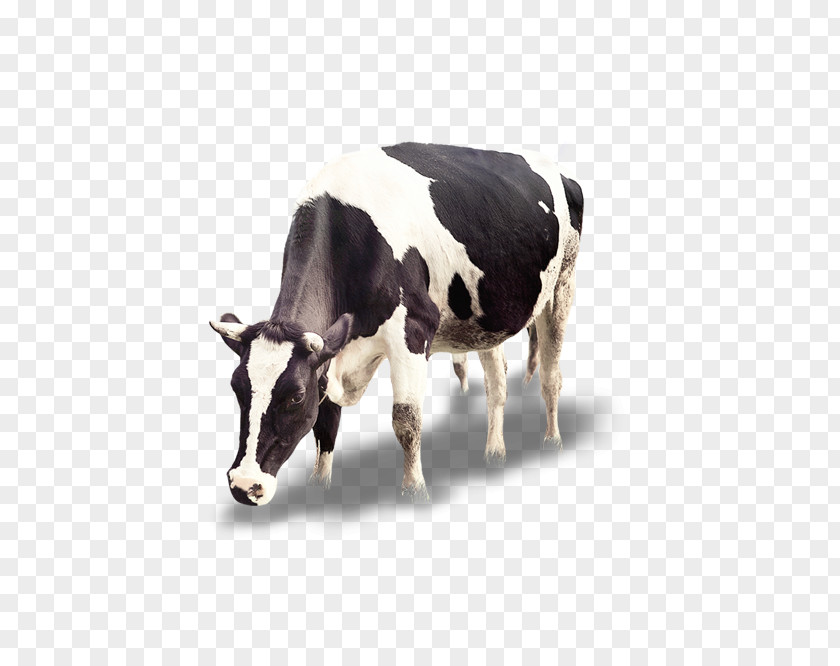 Dairy Cow Cattle Calf Icon PNG
