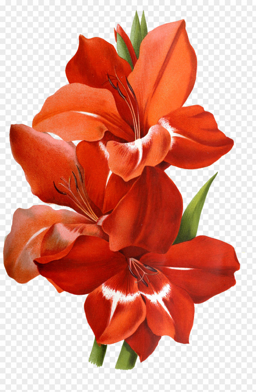 Flower Illustration Cut Flowers Design Graphics PNG