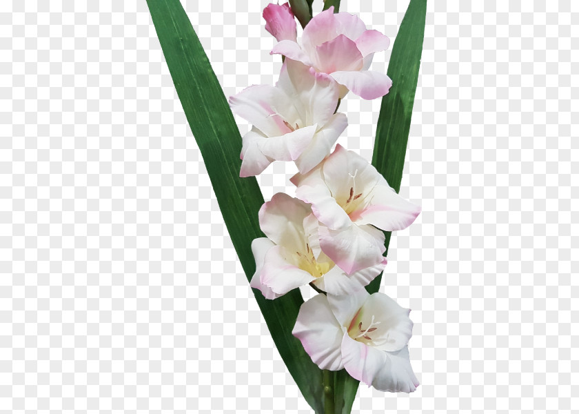 Gladiolus Cut Flowers Iridaceae Plant PNG