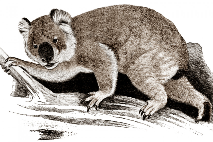 Koala Giant Wombat Marsupial Riversleigh Rainforest PNG