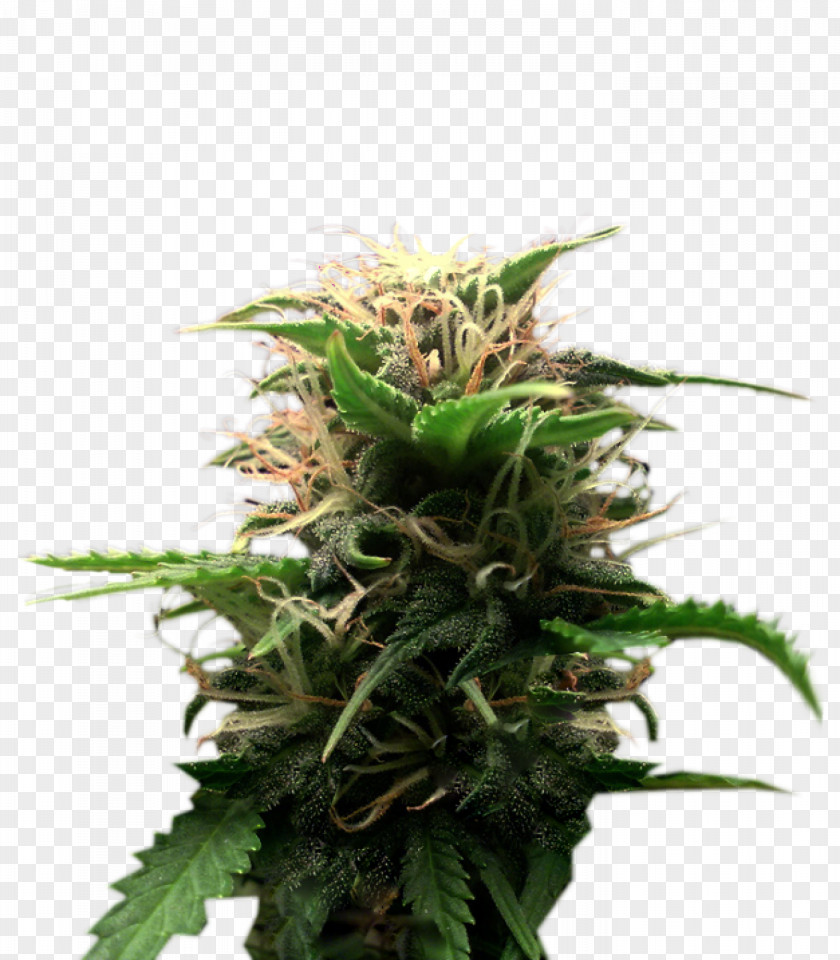 Skunk Feminized Cannabis Plant Seed Cultivar PNG