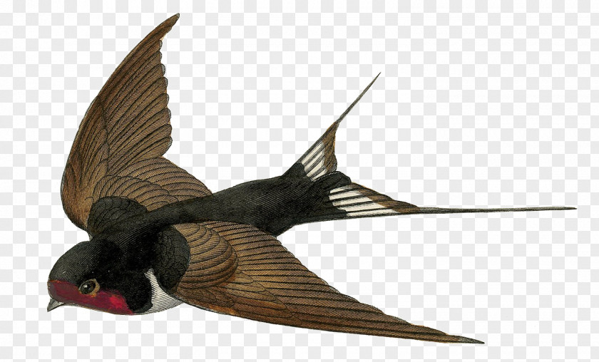 Bird Barn Swallow Flight Clip Art PNG