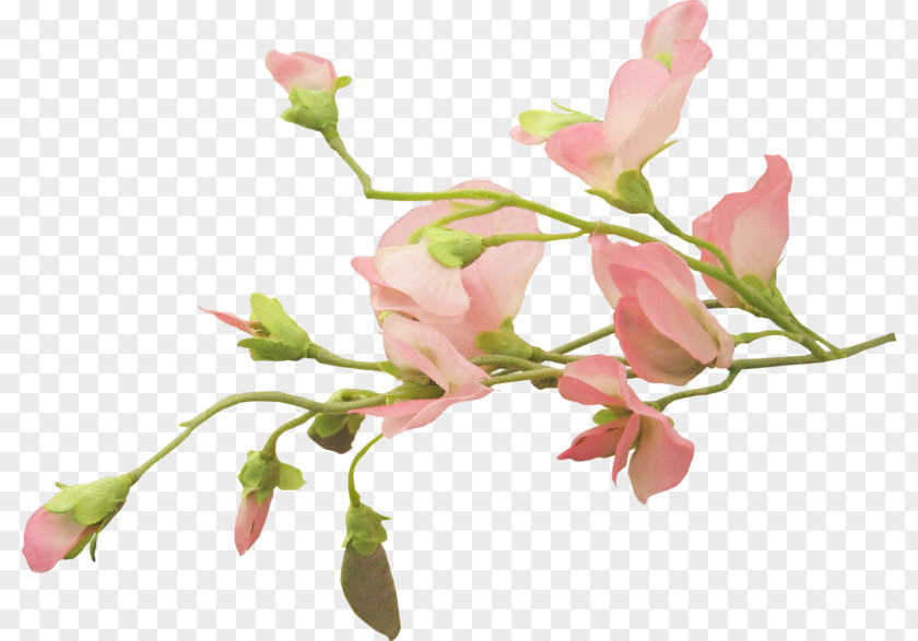 Blossom Flower Cut Flowers Floral Design Bud Plant Stem PNG