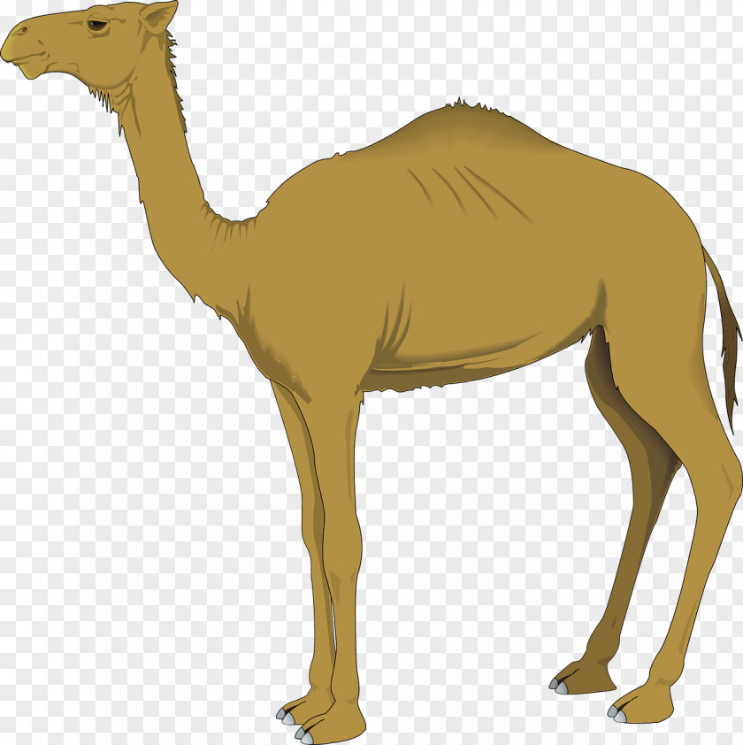 Brown Camel Clip Art PNG