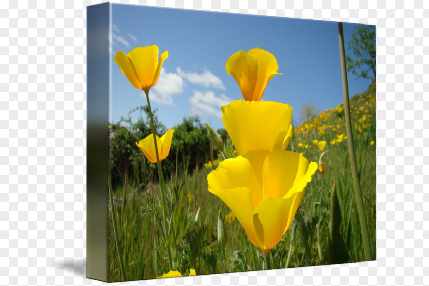 Meadow Flowers Flower Common Poppy Plant California PNG