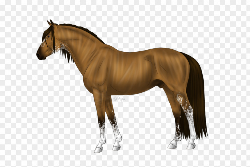 Mustang Mane Stallion Andalusian Horse American Miniature PNG